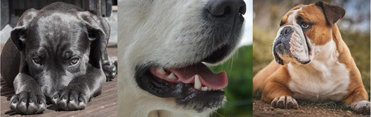 Dog Flews - What Are they & Why Do They Matter?